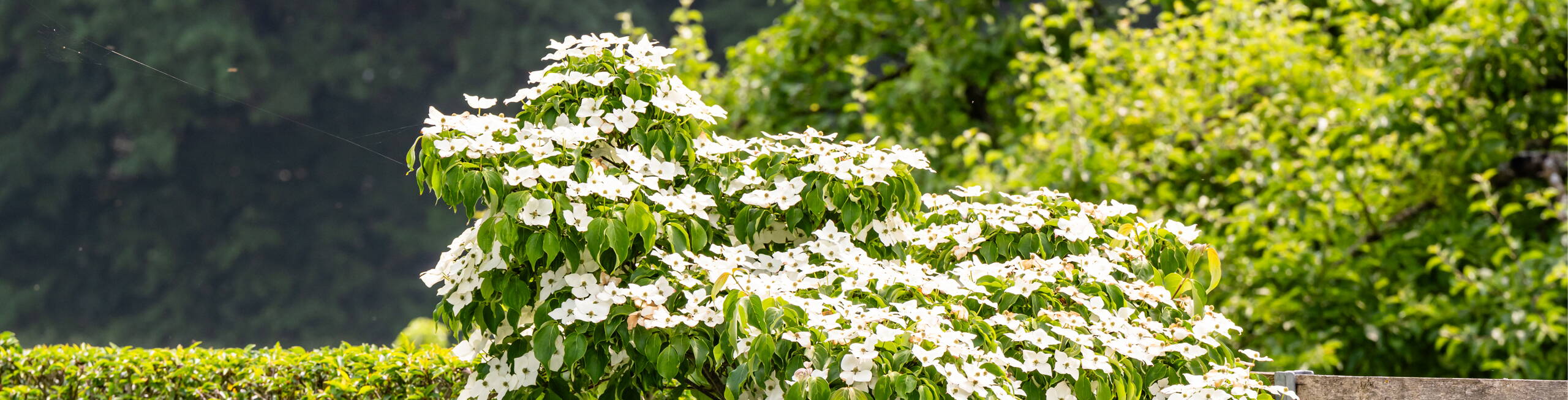 Sichtschutz im Garten von Rytz Gartenbau Sichtschutz im Garten von Rytz Gartenbau