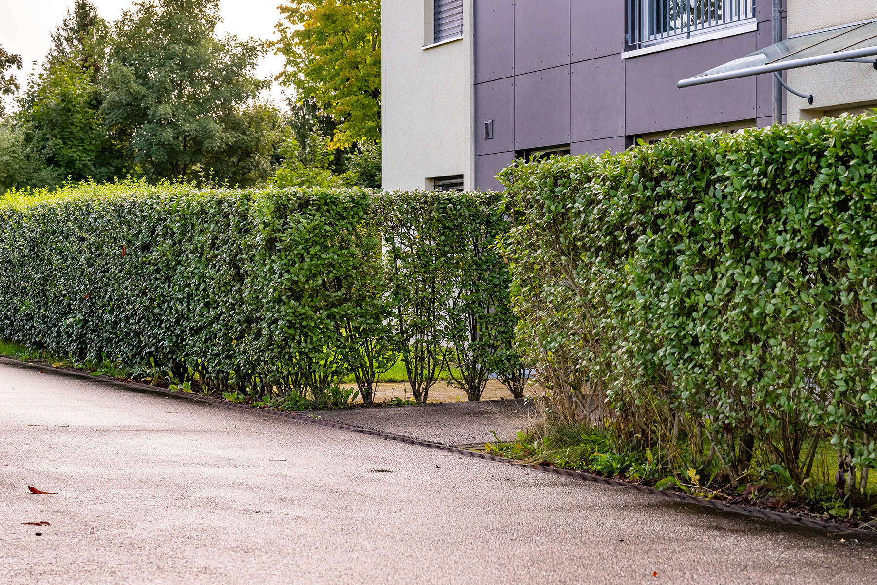 Heckenpflanzen im Garten Heckenpflanzen im Garten