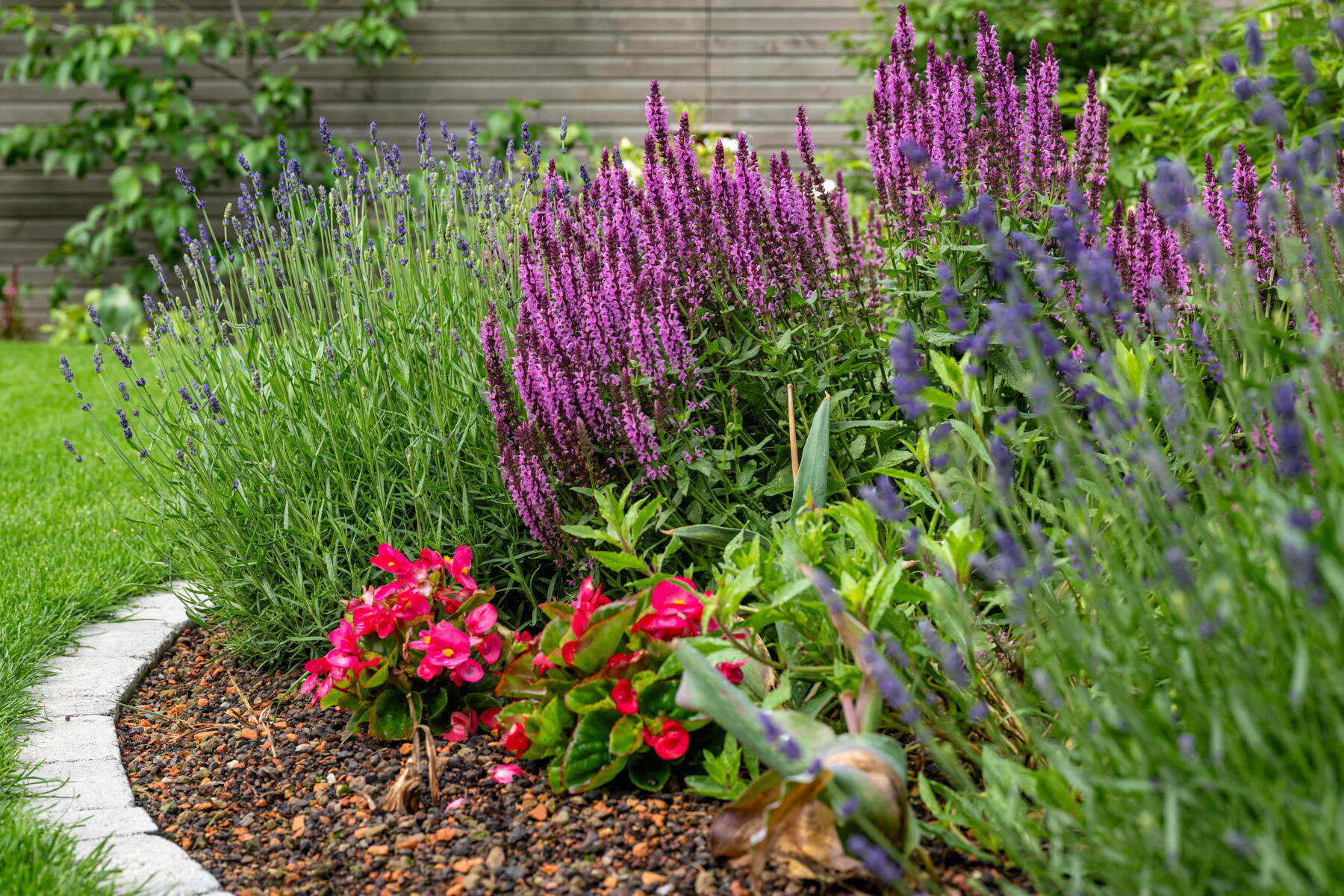 Stauden und Pflanzrabatten Stauden und Pflanzrabatten