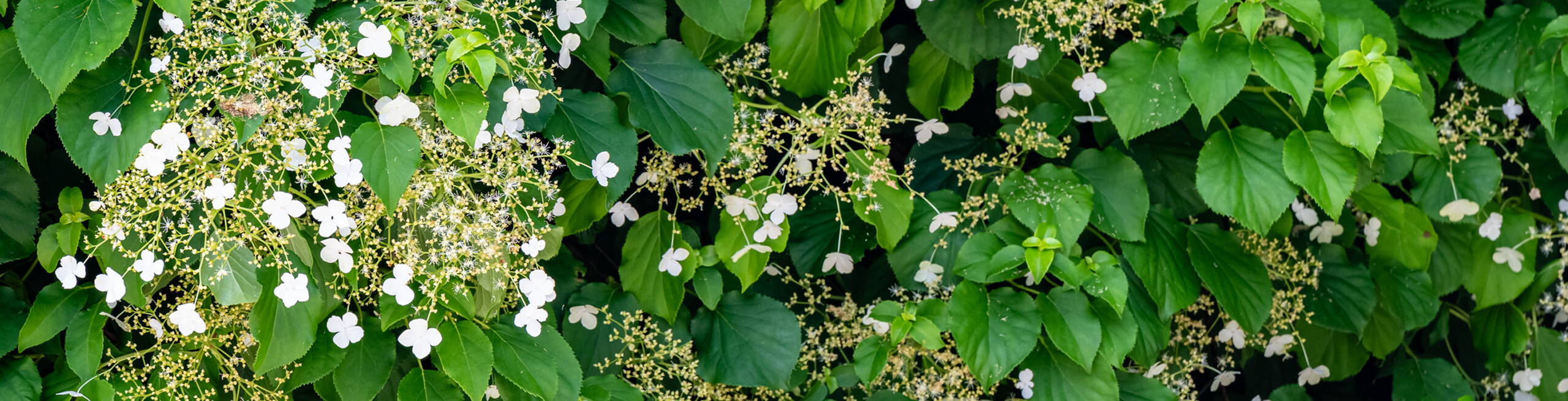 Rytz Gartenbau Kriechenwil Rytz Gartenbau Kriechenwil