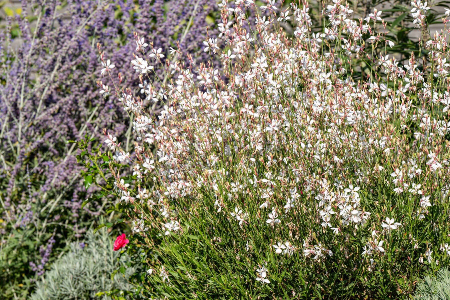 Trockenzonen im Garten