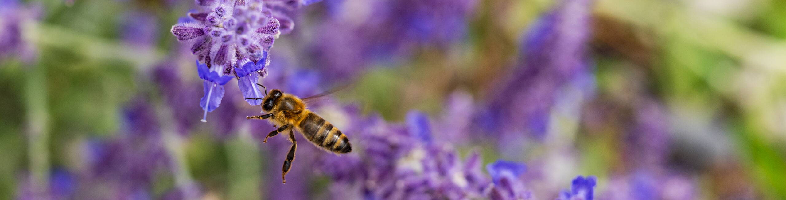 Gartenpflege von Rytz Gartenbau Gartenpflege von Rytz Gartenbau