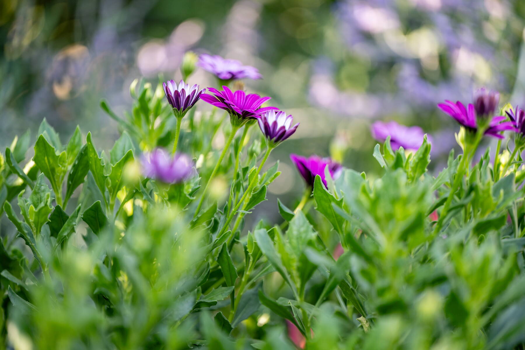 Stauden und Pflanzrabatten Stauden und Pflanzrabatten