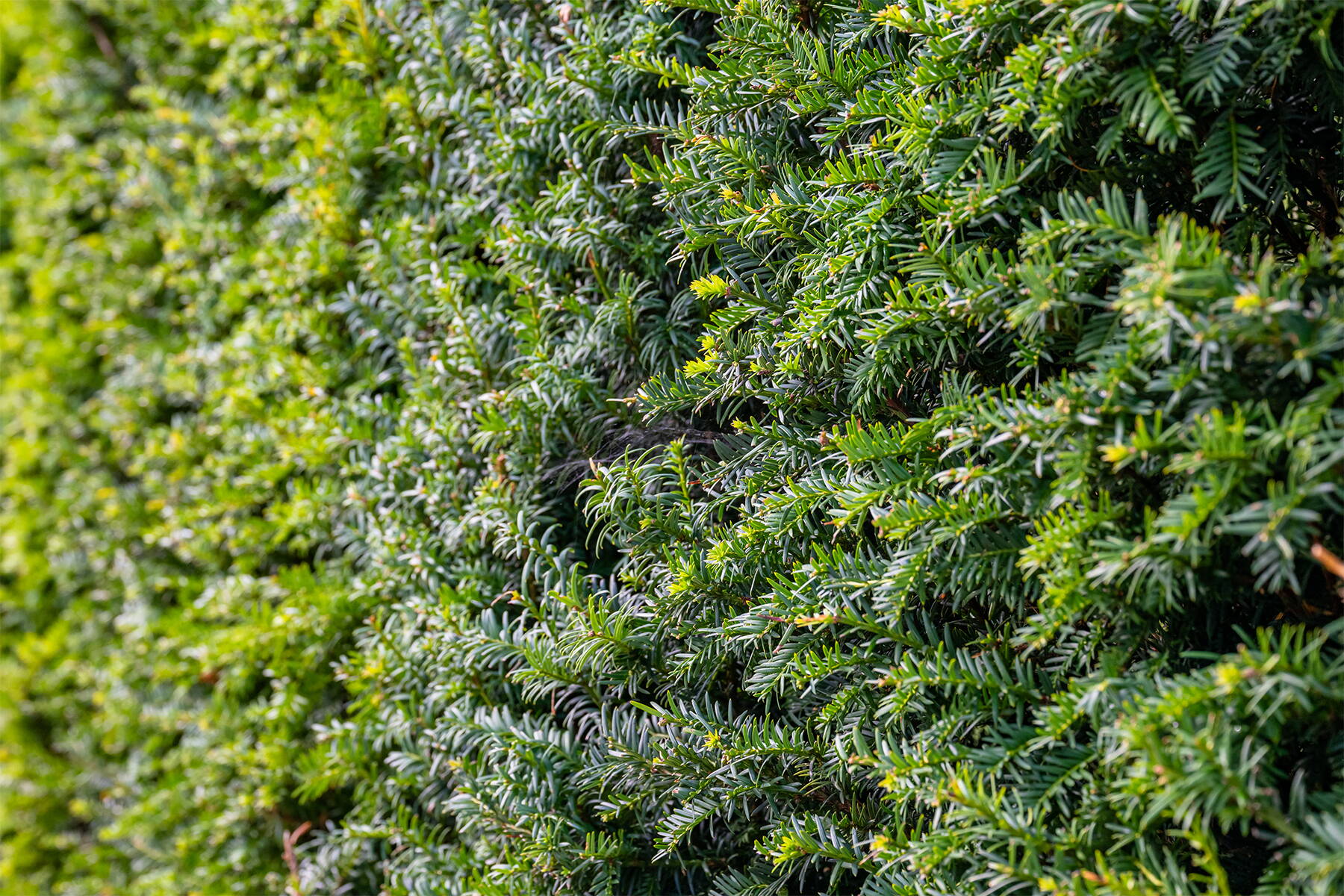 Heckenpflanzen im Garten Heckenpflanzen im Garten