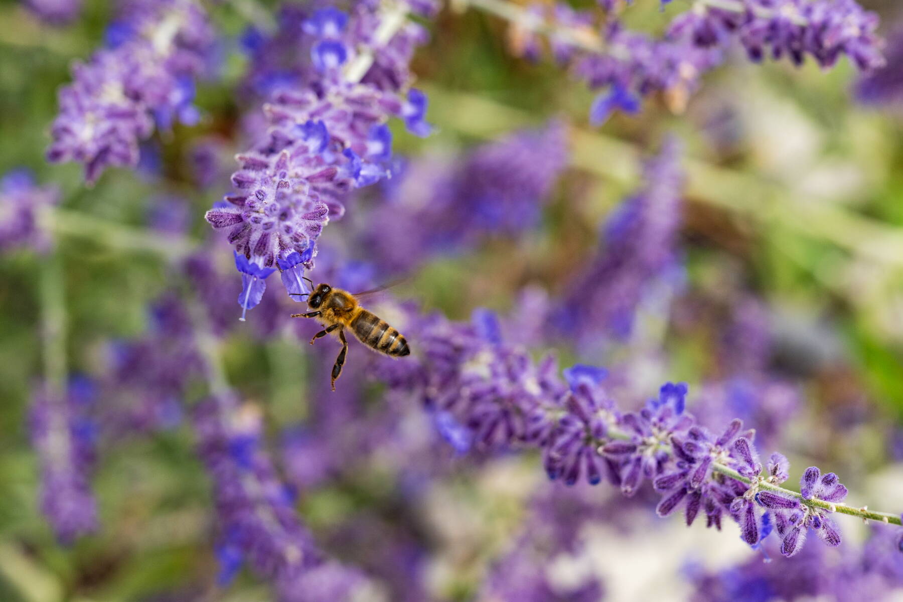 Blumenwiesen & Ökowiesen Blumenwiesen & Ökowiesen