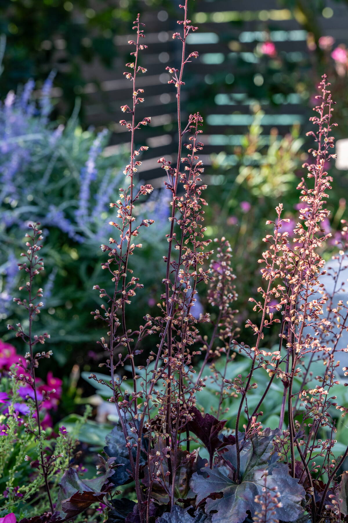 Stauden und Pflanzrabatten Stauden und Pflanzrabatten