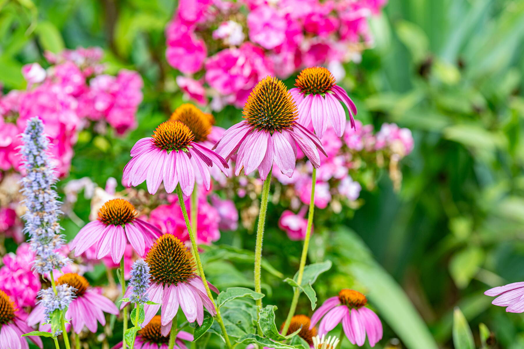 Stauden und Pflanzrabatten Stauden und Pflanzrabatten