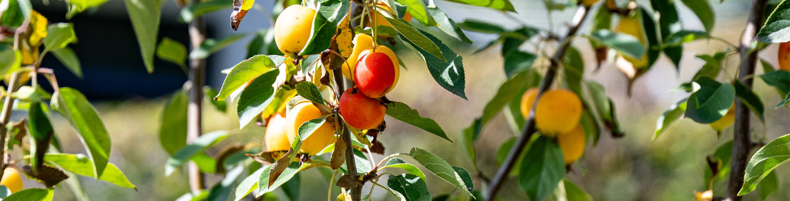 Rytz Gartenbau Kriechenwil Rytz Gartenbau Kriechenwil
