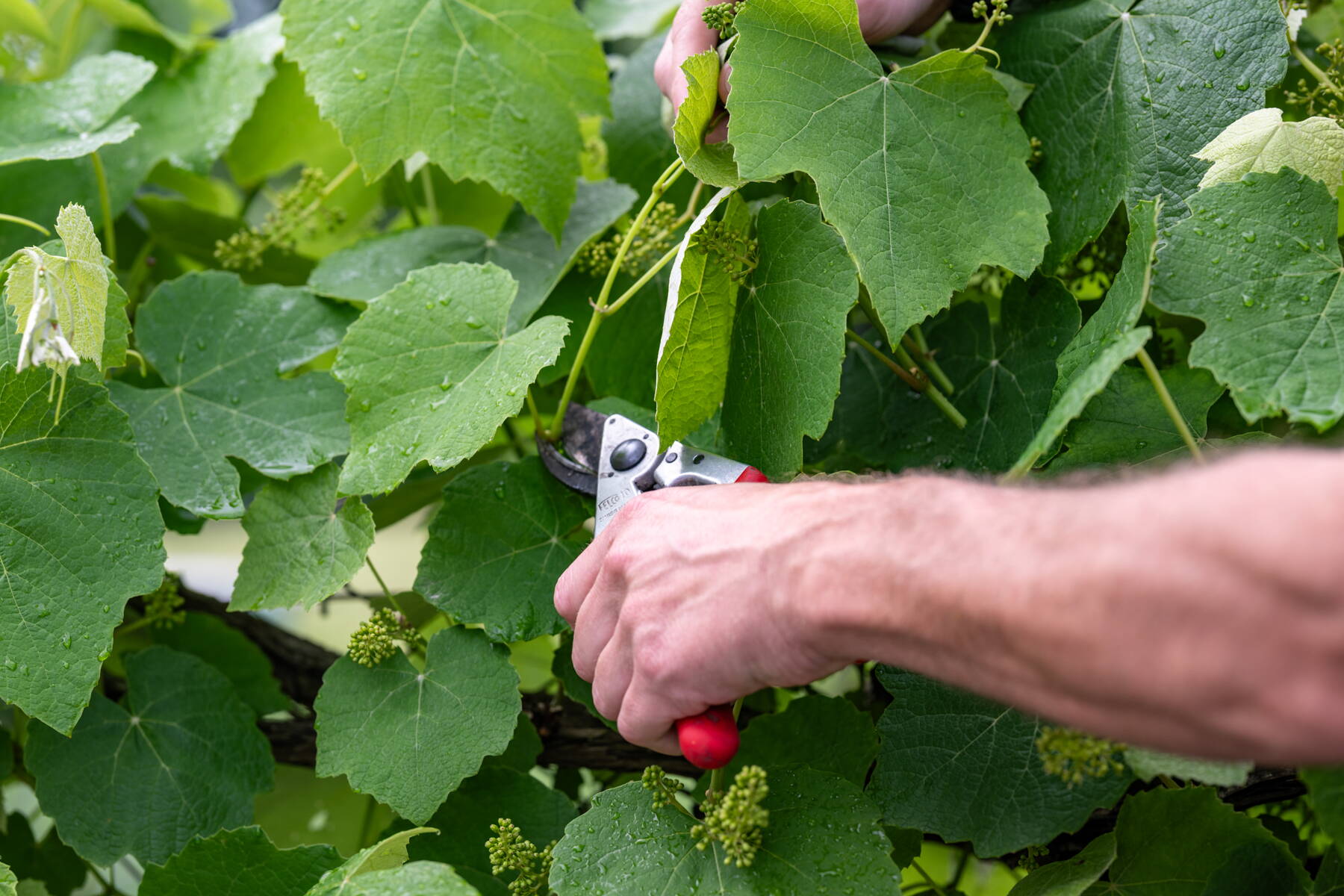 Gartenunterhalt Winterschnitt Gartenunterhalt Winterschnitt