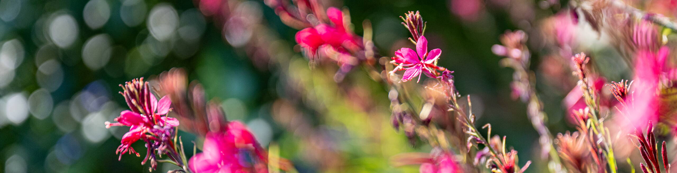 Rytz Gartenbau Kriechenwil Rytz Gartenbau Kriechenwil