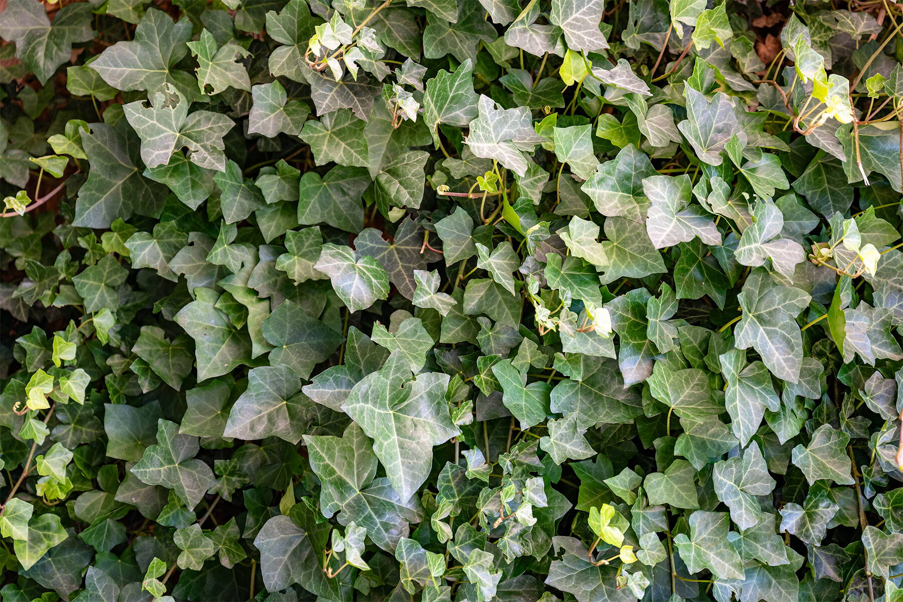 Heckenpflanzen im Garten Heckenpflanzen im Garten