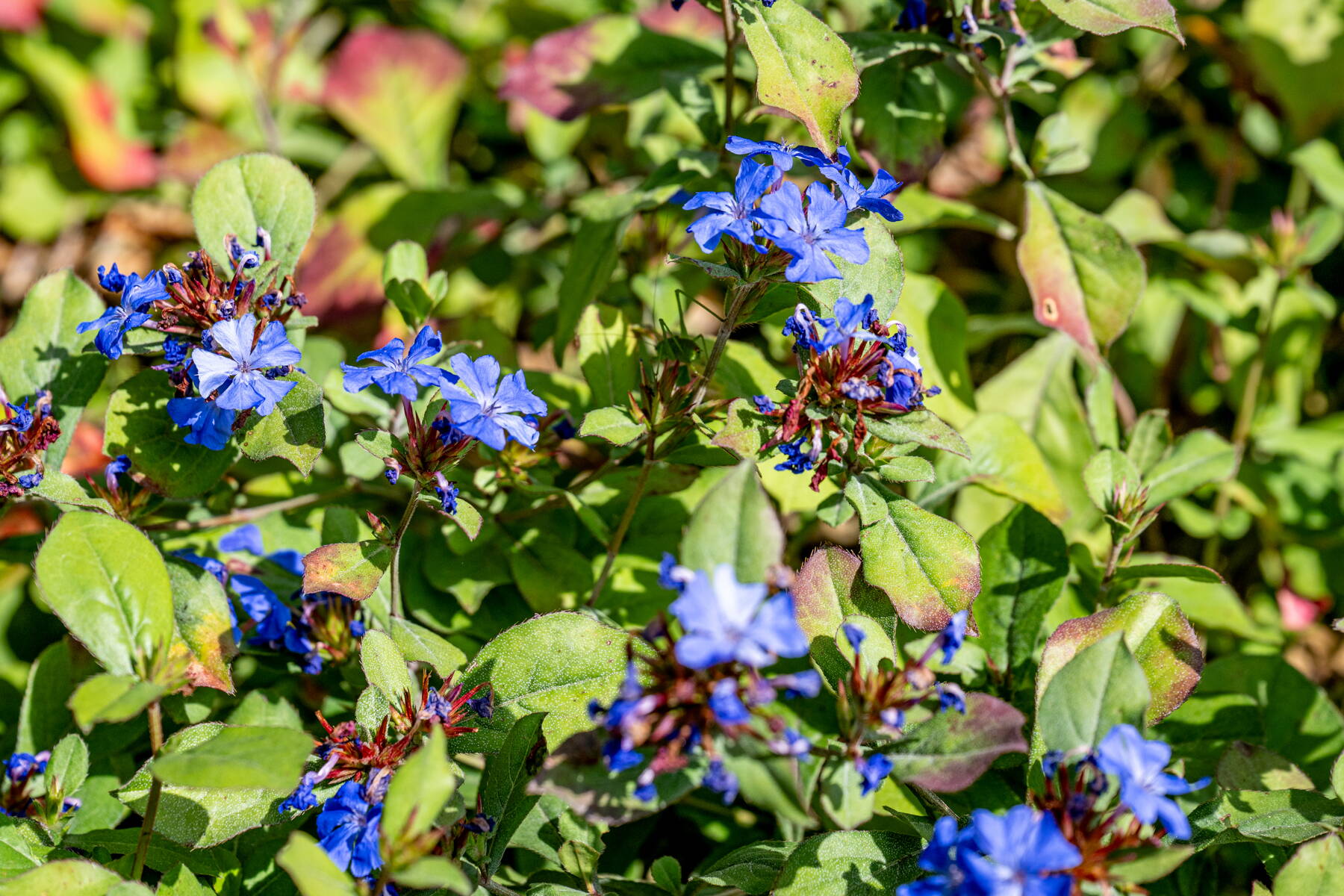 Stauden und Pflanzrabatten Stauden und Pflanzrabatten