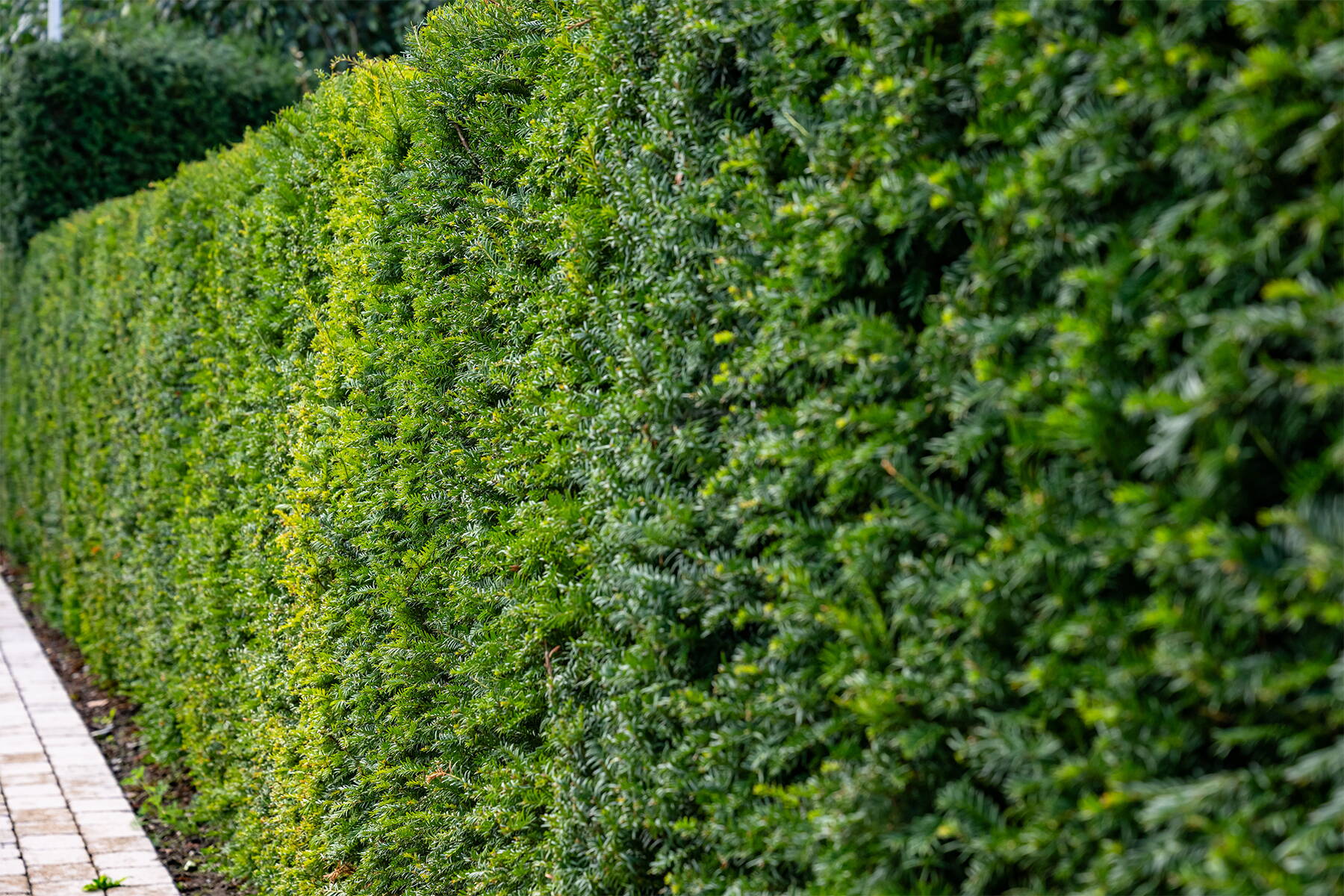 Heckenpflanzen im Garten Heckenpflanzen im Garten