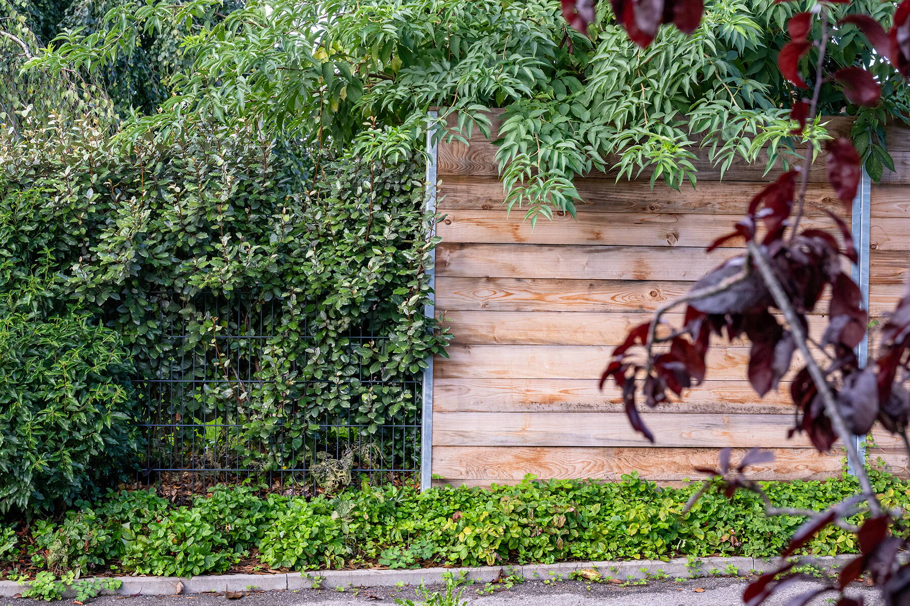 Heckenpflanzen im Garten Heckenpflanzen im Garten