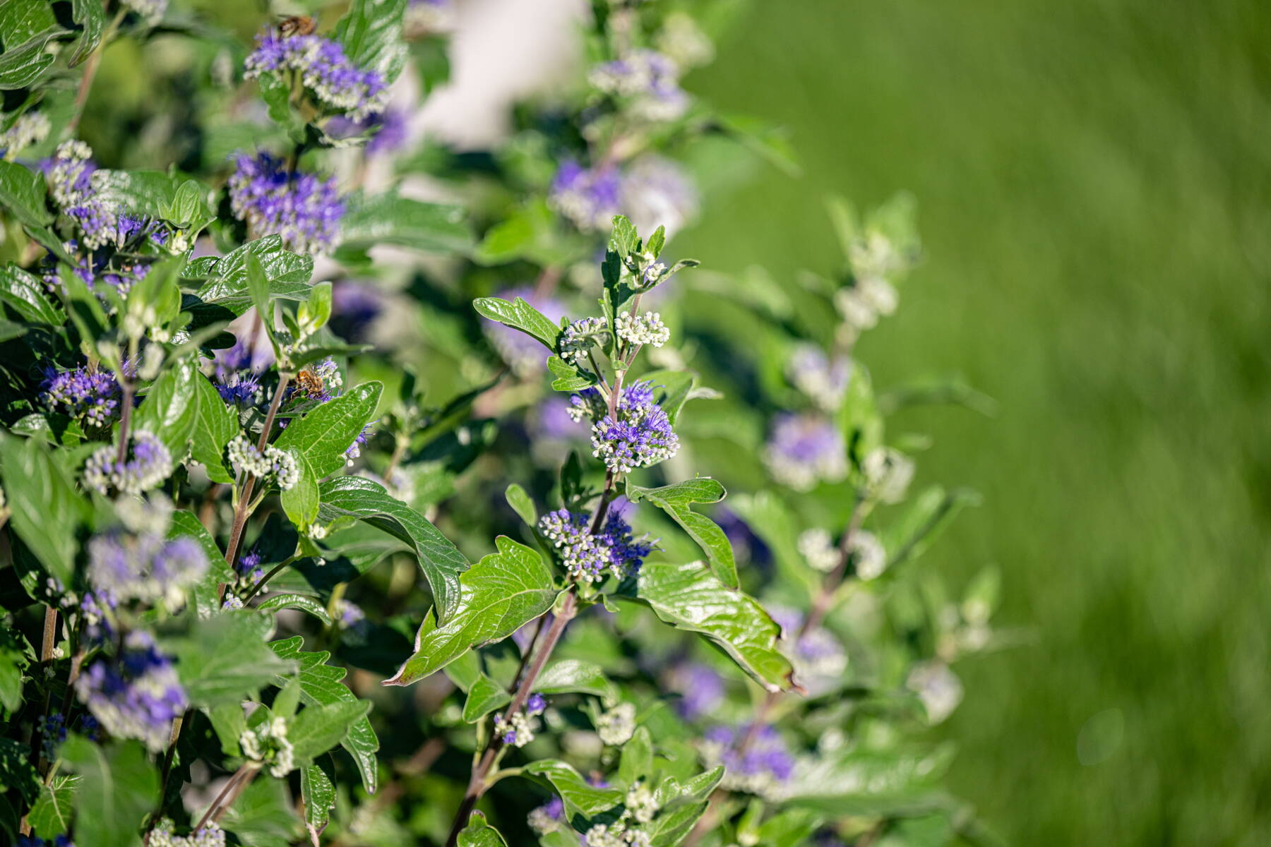 Stauden und Pflanzrabatten Stauden und Pflanzrabatten