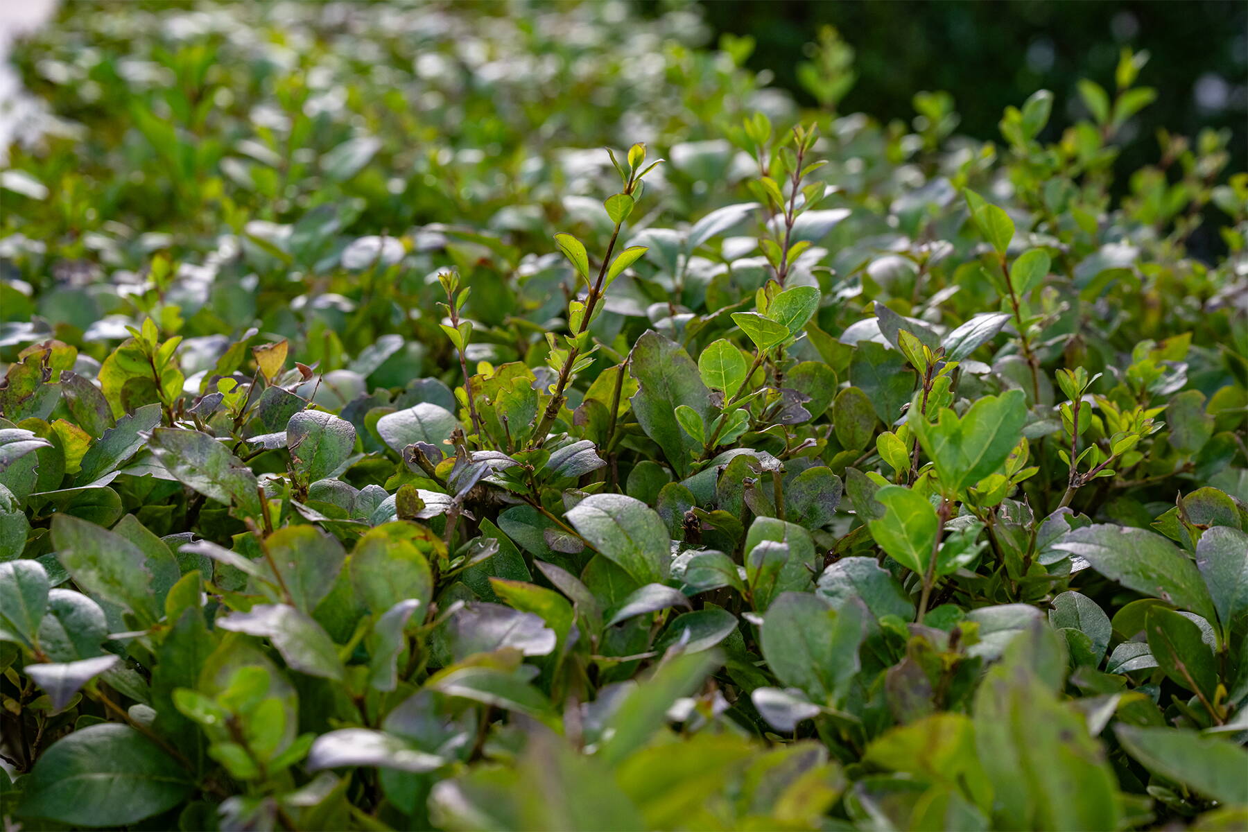 Heckenpflanzen im Garten Heckenpflanzen im Garten