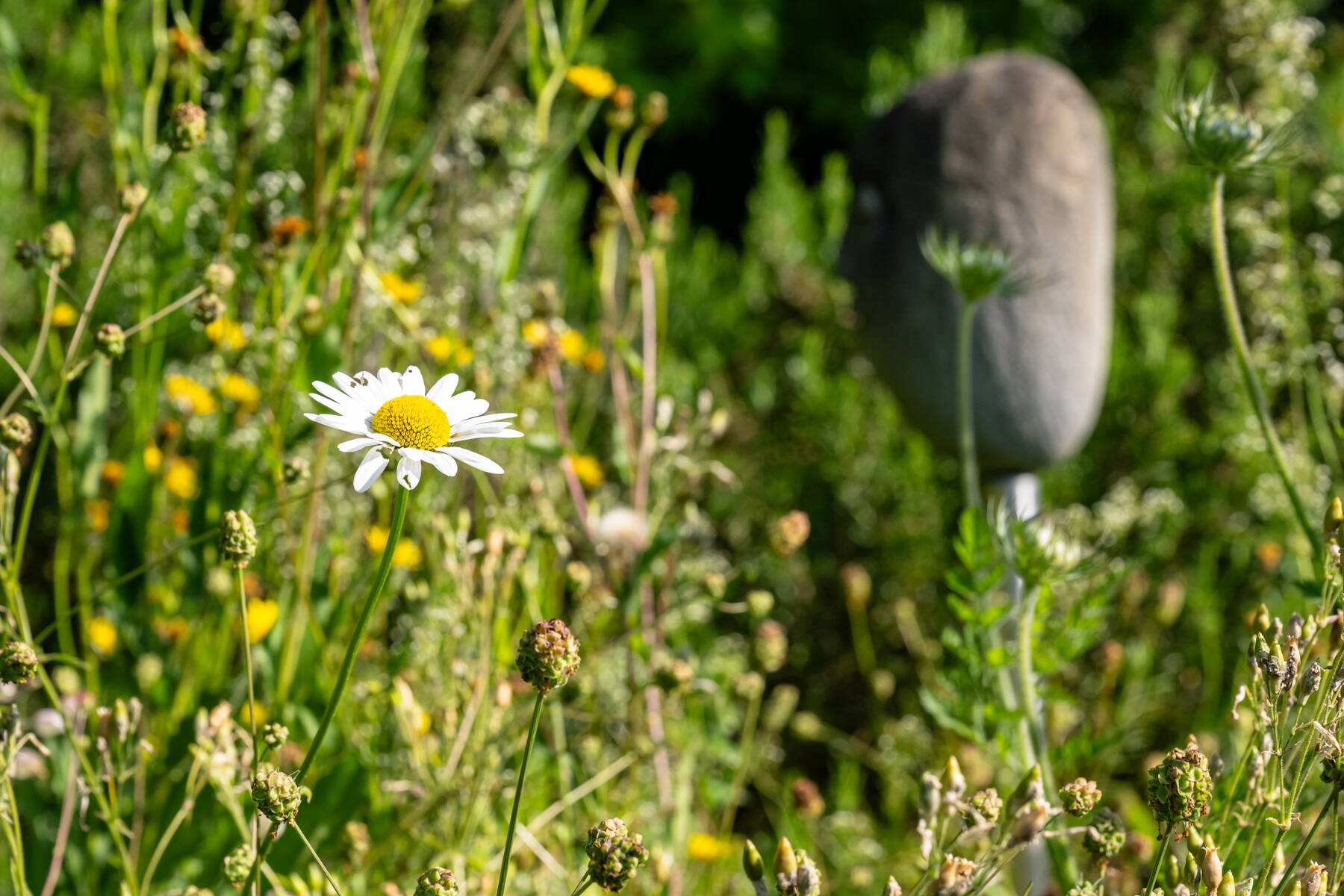 Blumenwiesen & Ökowiesen Blumenwiesen & Ökowiesen