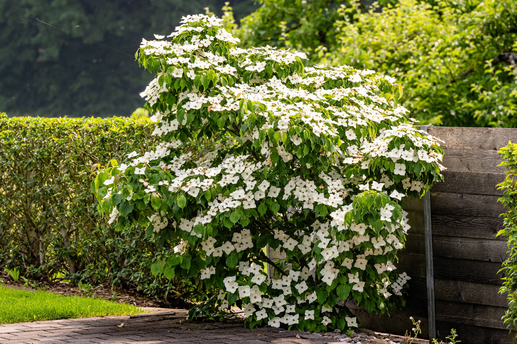 Sichtschutz im Garten Sichtschutz im Garten