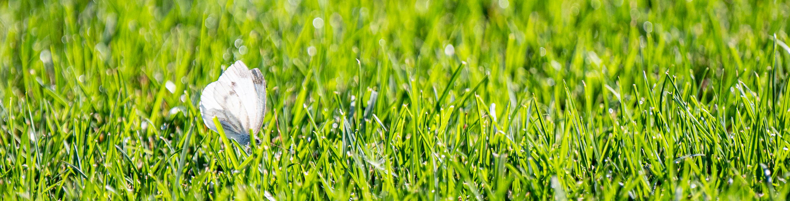 Rasenpflege und Rasenalternativen von Rytz Gartenbau Rasenpflege und Rasenalternativen von Rytz Gartenbau