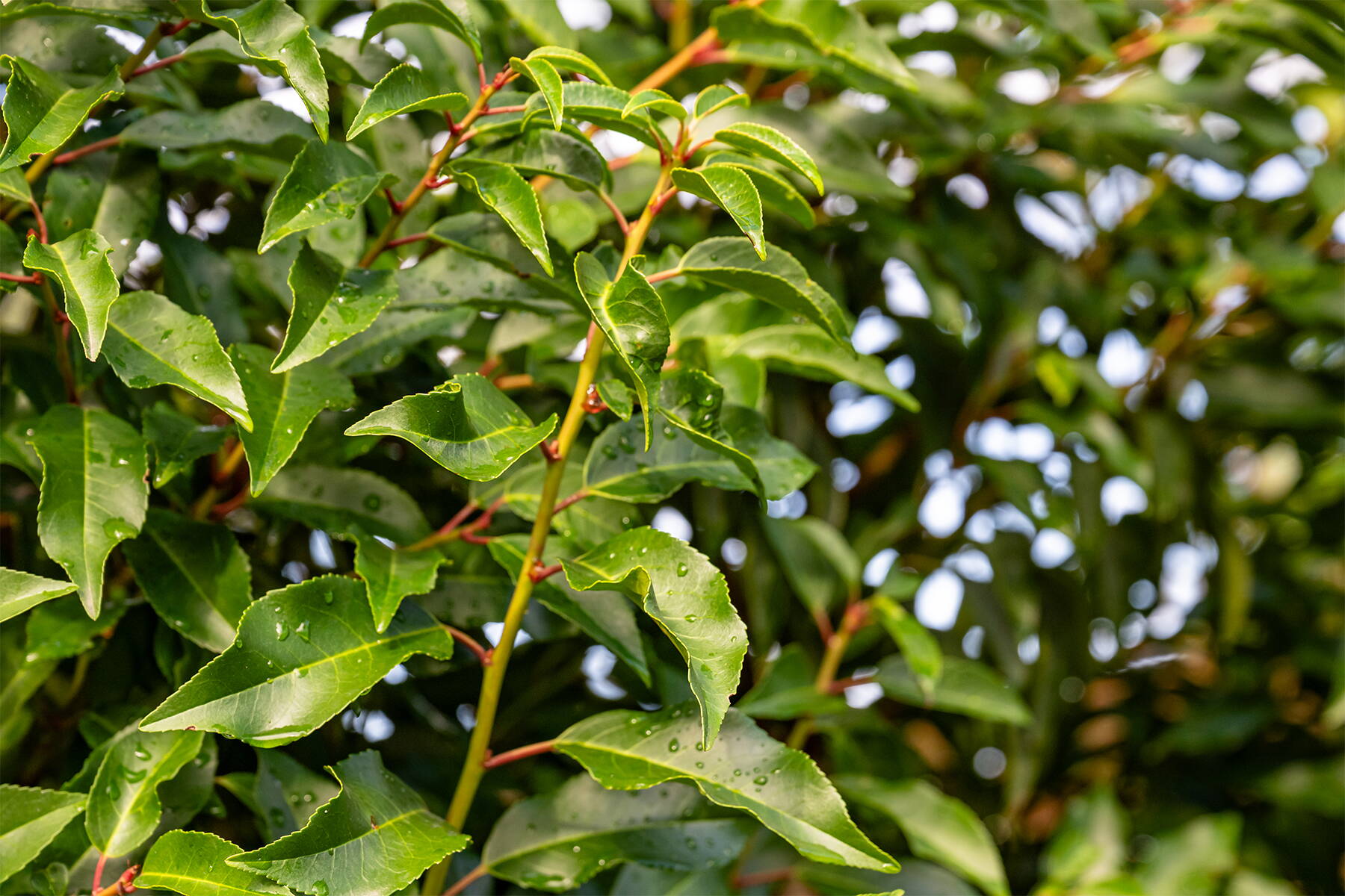 Heckenpflanzen im Garten Heckenpflanzen im Garten