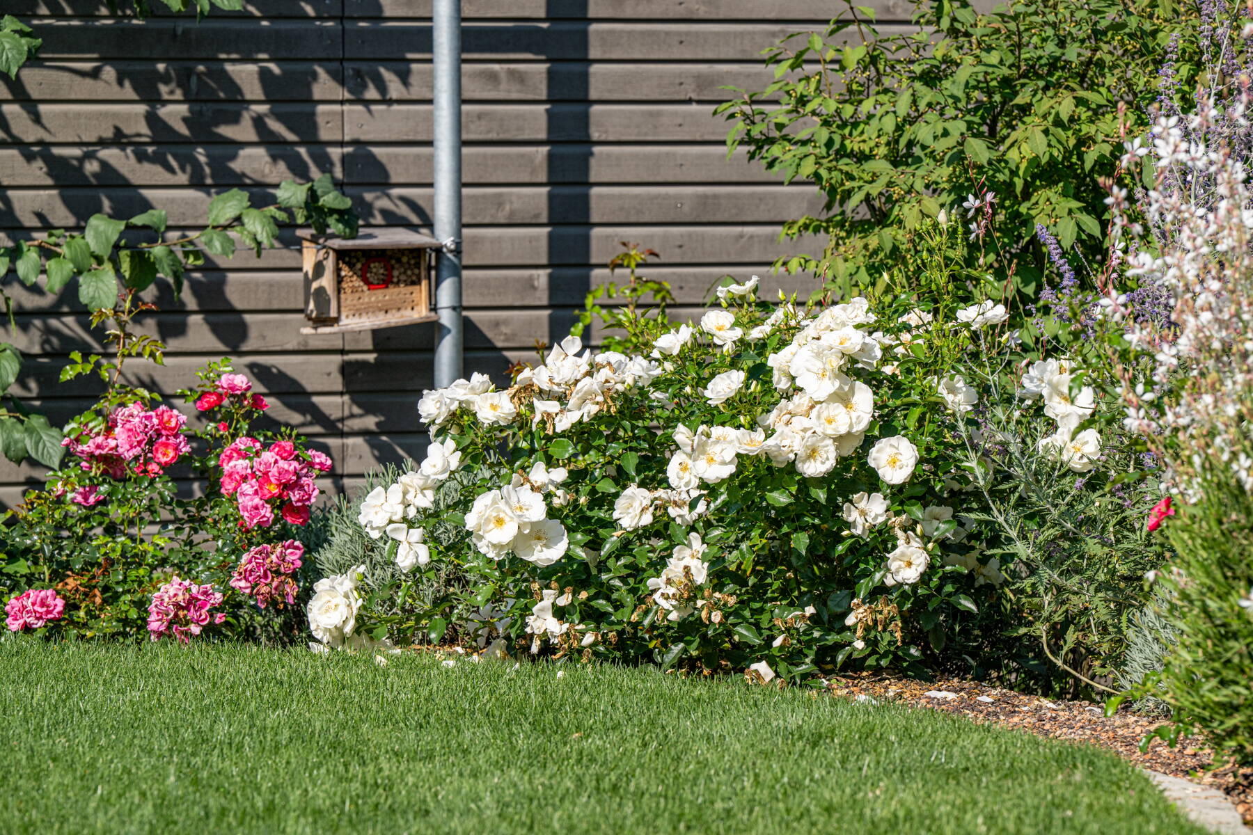 Stauden und Pflanzrabatten Stauden und Pflanzrabatten