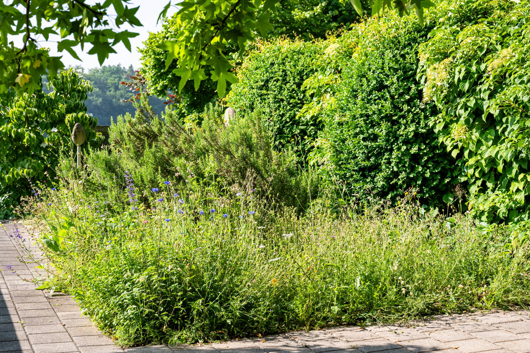 Blumenwiesen & Ökowiesen Blumenwiesen & Ökowiesen