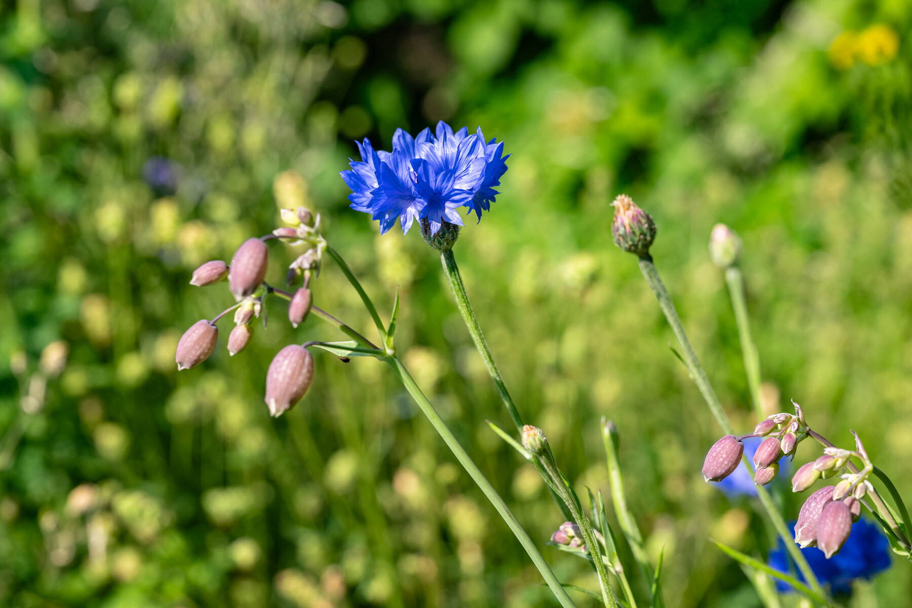 Blumenwiesen & Ökowiesen