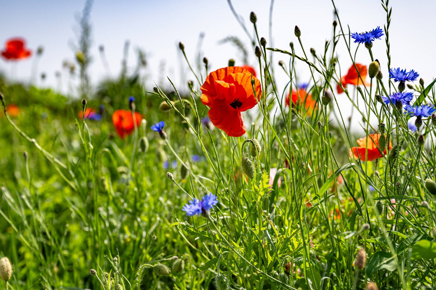 Blumenwiesen & Ökowiesen Blumenwiesen & Ökowiesen