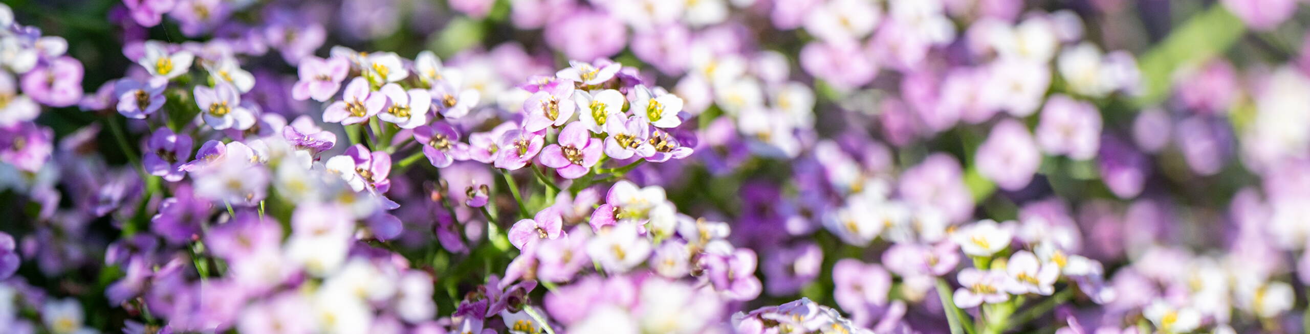 Stauden und Pflanzrabatten von Rytz Gartenbau Stauden und Pflanzrabatten von Rytz Gartenbau