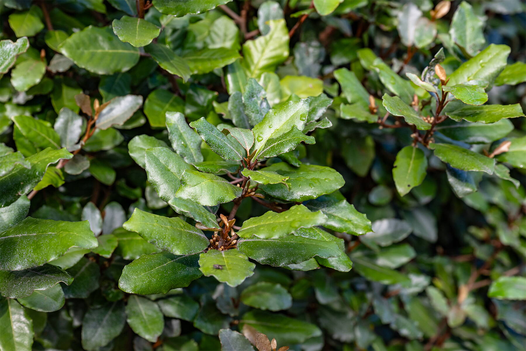 Heckenpflanzen im Garten Heckenpflanzen im Garten