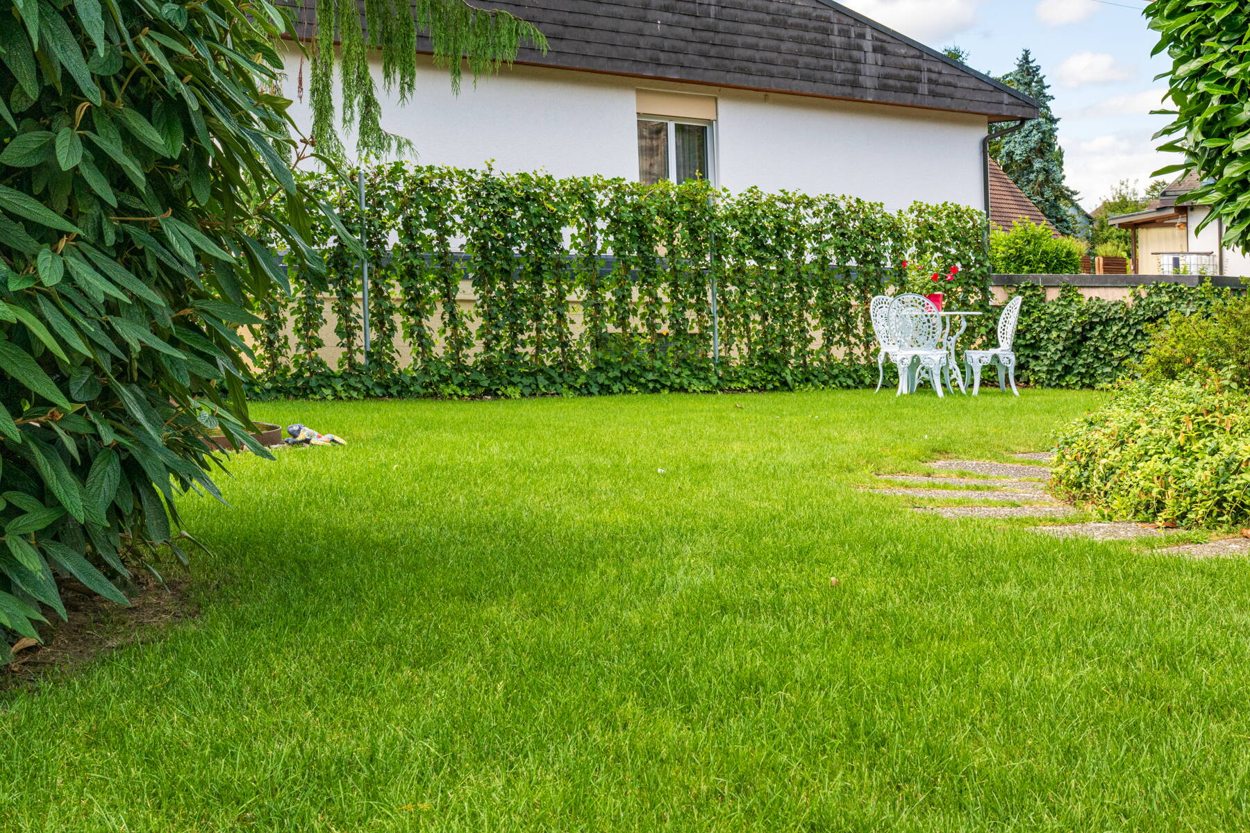 Heckenpflanzen im Garten Heckenpflanzen im Garten