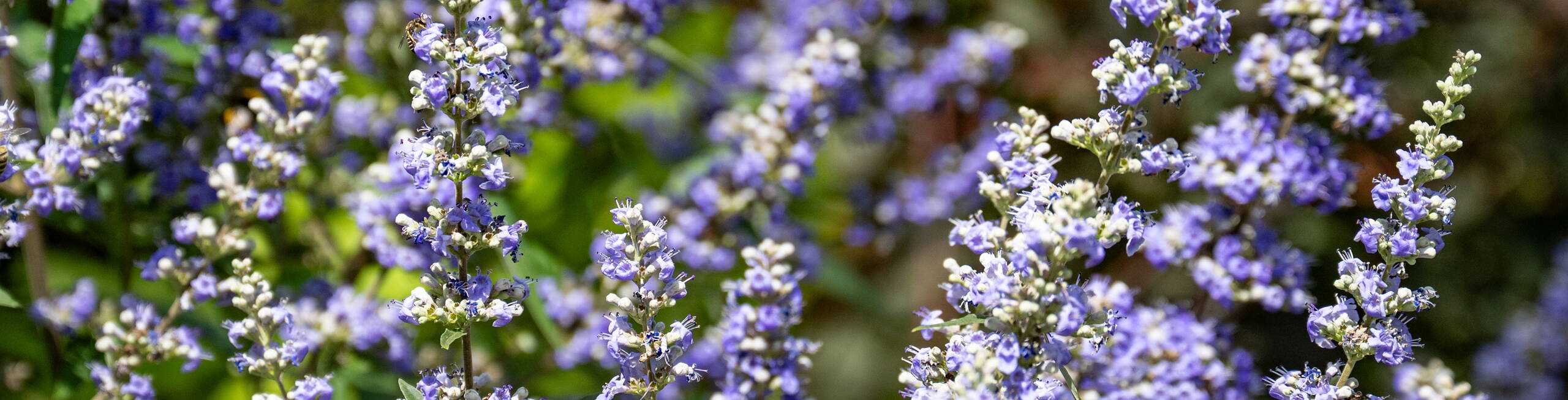 Gartenunterhalt von Rytz Gartenbau Gartenunterhalt von Rytz Gartenbau