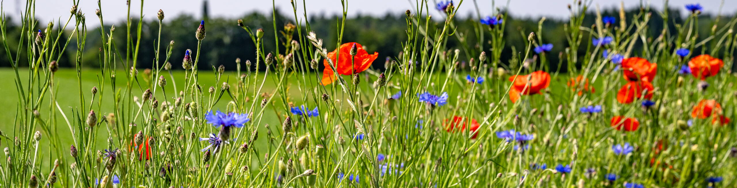 Blumenwiesen & Ökowiesen von Rytz Gartenbau Blumenwiesen & Ökowiesen von Rytz Gartenbau