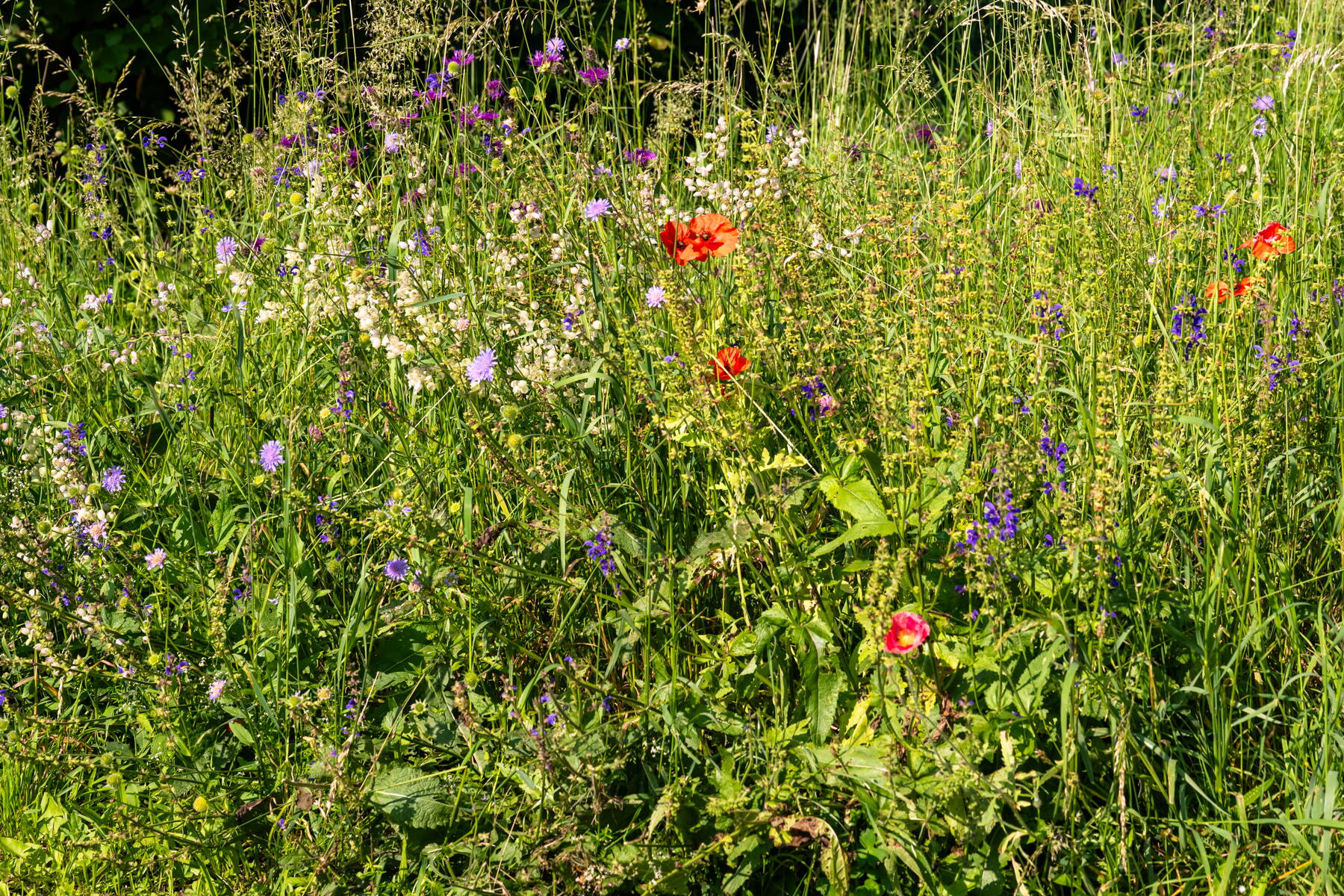 Blumenwiesen & Ökowiesen Blumenwiesen & Ökowiesen